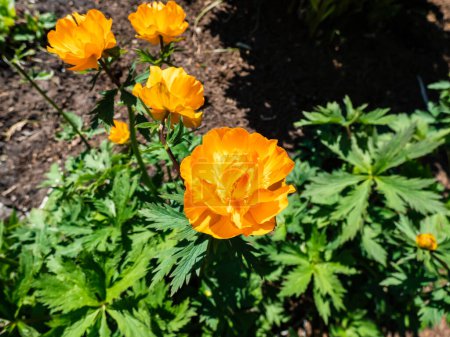 Téléchargez les photos : Gros plan sur les grandes fleurs d'oranger en forme de coupe de la fleur du globe sibérien (Trollius altaicus) fleurissant dans le jardin au printemps - en image libre de droit