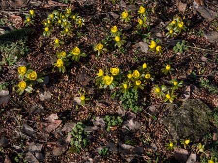 Foto de Close-up of the Winter aconite (Eranthis hyemalis) blooming with bright yellow flowers in spring. The earliest flower to appear in late winter and early spring - Imagen libre de derechos
