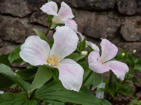 Photo for The white, large-flowered, great white trillium or white wake-robin (Frillium grandiflorum) flowering with a single, showy white flower atop a whorl of three leaves in the garden - Royalty Free Image