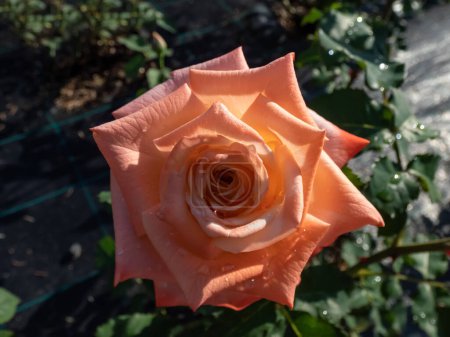 Foto de Primer plano de la rosa bicolor de múltiples cabezas 'Sonora' floreciendo con flores de color naranja en el jardín en verano - Imagen libre de derechos