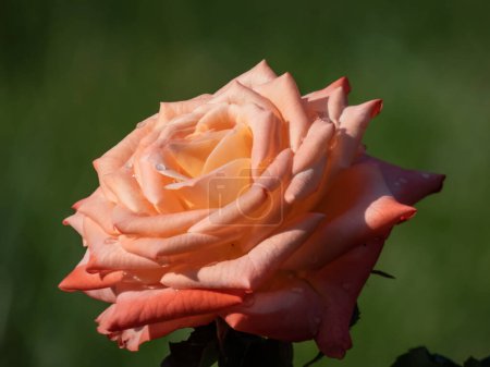 Foto de Primer plano de la rosa bicolor de múltiples cabezas 'Sonora' floreciendo con flores de color naranja en el jardín en verano - Imagen libre de derechos