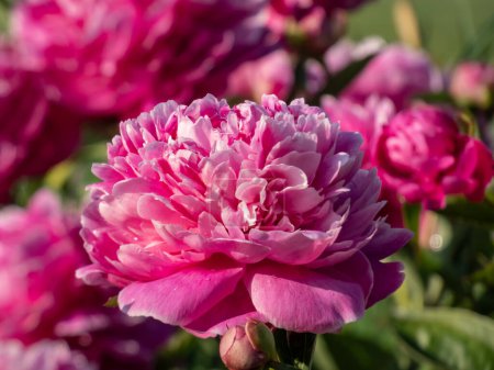 Chinesische Pfingstrose (Paeonia lactiflora 'Professor K. Grybauskas' blüht im Sommer mit rosa roten Doppelblüten mit weißem Rand im Garten. Schöne volle Pfingstrose