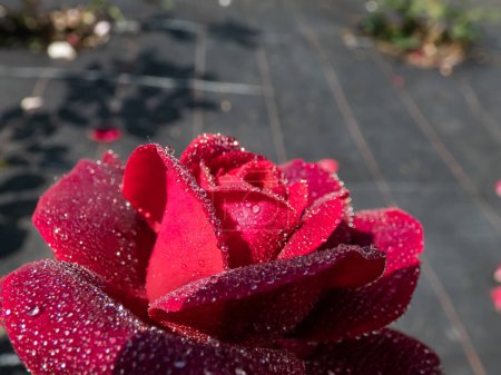 Téléchargez les photos : Gros plan de la rose 'Grafin von Hardenberg' avec de belles fleurs veloutées rouges et bordeaux couvertes de gouttelettes de rosée matinale, brouillard en gouttes d'eau rondes parfaites réfléchissant la lumière - en image libre de droit
