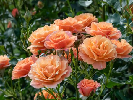 Foto de Rosa arbustiva de crecimiento muy denso (rosa) Floración 'Lambada' con racimos de ricas flores de naranja coral en el jardín en verano - Imagen libre de derechos
