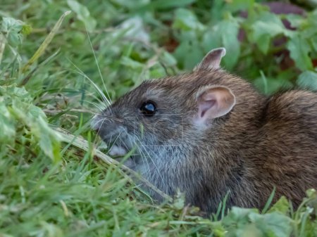 Foto de Primer plano de la rata común (Rattus norvegicus) con pelaje gris oscuro y marrón en hierba verde. Paisajes de vida silvestre - Imagen libre de derechos