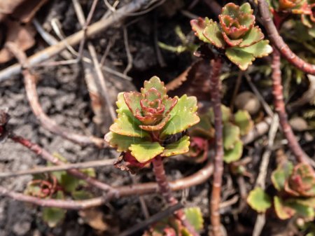 El musgo de hilo de oro y musgo de cementerio (Sedum sarmentosum) con múltiples tallos ramificados que aparecen y comienzan a formar hojas verdes y rosadas a principios de la primavera.