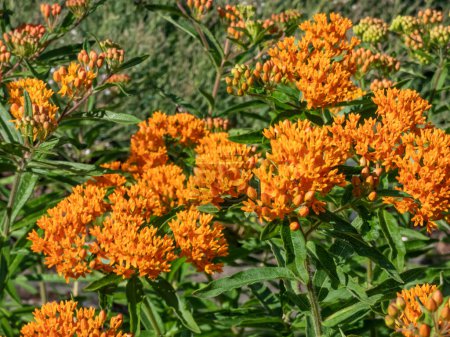 The Butterfly weed (Asclepias tuberosa) growing in the garden and flowering with wide umbels of orange flowers in summer