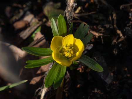 Foto de Primer plano del acónito de invierno (Eranthis hyemalis) floreciendo con amarillo brillante en primavera. La flor más temprana en aparecer a finales de invierno y principios de primavera - Imagen libre de derechos
