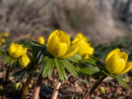 Téléchargez les photos : Gros plan de l'aconite d'hiver (Eranthis hyemalis) fleurissant avec des fleurs jaune vif au printemps. La première fleur à apparaître à la fin de l'hiver et au début du printemps - en image libre de droit