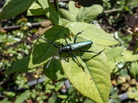 Foto de Macro shot de escarabajo almizclero adulto (Aromia moschata) con antenas muy largas y tinte metálico cobrizo y verdoso sobre hoja verde rodeado de vegetación verde a la luz del sol brillante en verano - Imagen libre de derechos