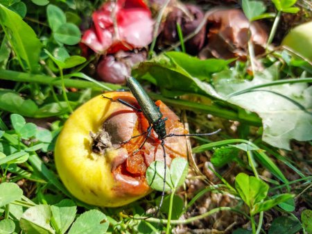 Foto de Escarabajo almizclero adulto (Aromia moschata) con antenas muy largas y tinte metálico cobrizo y verdoso sobre manzana medio podrida comiendo fruta en el suelo en verano - Imagen libre de derechos