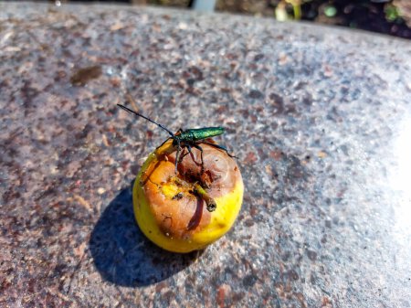 Foto de Escarabajo almizclero adulto (Aromia moschata) con antenas muy largas y tinte metálico cobrizo y verdoso sobre manzana medio podrida comiendo fruta a la luz del sol brillante en verano - Imagen libre de derechos
