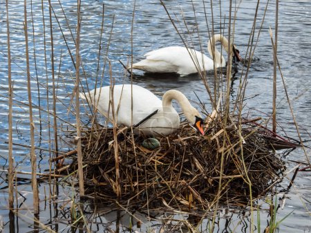 Foto de El cisne mudo (cygnus olor) nadando en un estanque junto a su nido con huevo grande y verdoso visible rodeado de hierba seca en temporada de reproducción en primavera - Imagen libre de derechos