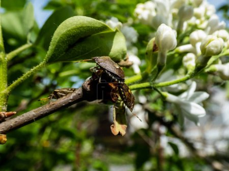 Téléchargez les photos : Gros plan d'un couple de punaises adultes ou de punaises de bouclier poilues (Dolycoris baccarum) qui s'accouplent sur les feuilles d'un lilas en plein soleil - en image libre de droit