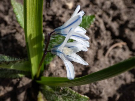 Foto de Macro shot of the Striped squill (Puschkinia scilloides) flores de color azul pálido, en forma de campana, acentuadas con rayas azules más profundas que florecen a principios de la primavera. - Imagen libre de derechos