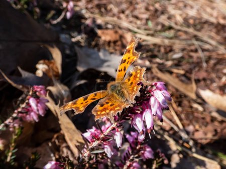Photo for Close-up of the comma butterfly (polygonia c-album) with orange wings with angular notches on the edges of the forewings and dark brown and black markings on the heather flowers in early spring - Royalty Free Image