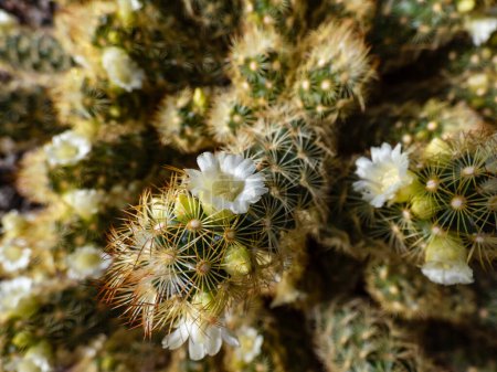 Macro shot of the gold lace cactus or ladyfinger cactus (Mammillaria elongata) with yellow and brown spines flowering with white and yellow flowers in sunlight