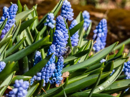 Foto de Grupo de encantadores y compactos jacintos de uva azul porcelana (Muscari azureum) con flores largas en forma de campana y hojas verdes floreciendo a principios de primavera - Imagen libre de derechos