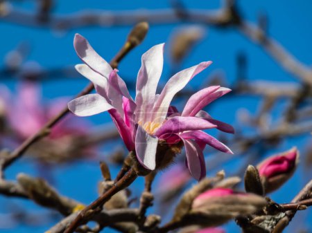 Photo for Pink star-shaped flowers of blooming Star magnolia - Magnolia stellata cultivar 'Rosea' in bright sunlight with bright blue sky in background in early spring - Royalty Free Image