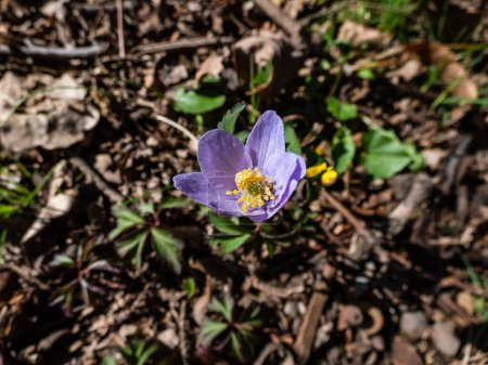 Photo for Close-up shot of the Wood anemone (Anemone nemorosa) with purple or purple-streaked petals flowering in bright sunlight. Spring floral scenery - Royalty Free Image