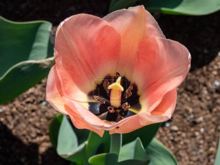 Foto de Primer plano de la temprana sola Tulipán albaricoque con flores de color rosa pálido, adornado con bordes suaves de color rosa albaricoque y ligeramente más profundo de color rosa en las costillas de la floración en primavera - Imagen libre de derechos