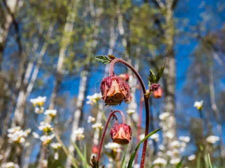 Nahaufnahme einer nickenden roten Blume von Wasseraven (Geum rivale), die auf einer grünen Wiese wächst, umgeben von Wildblumen im zeitigen Frühling mit blauem Himmel und Frühlingswald im Hintergrund