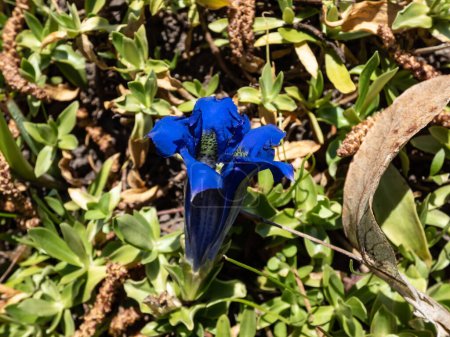 Photo for Stemless gentian or trumpet gentian (gentiana acaulis) growing in a garden. Bright blue, trumpet-shaped flowers with olive-green spotted longitudinal throats in summer - Royalty Free Image