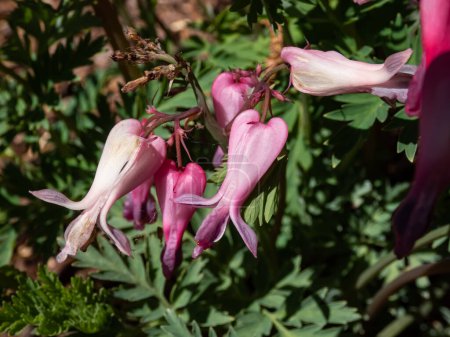 Photo for Macro shot of the opened and long shaped cluster of pink flowers of flowering plant wild or fringed bleeding-heart, turkey-corn (Dicentra eximia) with oddly shaped flowers in the garden - Royalty Free Image