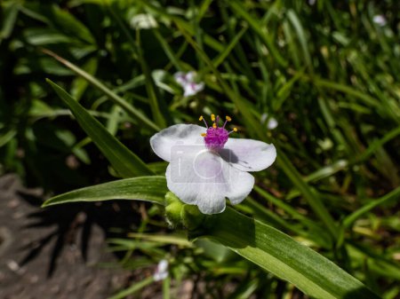 Téléchargez les photos : Macro shot of the spiderwort (Tradescantia virginiana or Tradescantia x andersoniana) 'Temptation' flowering with three-petalled soft pink flowers with a pink centre and yellow stamens in summer - en image libre de droit