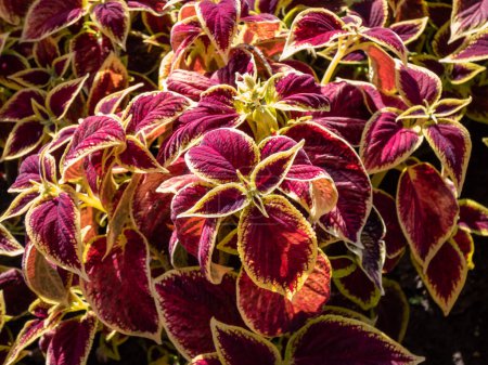 Flame nettle or painted nettle (Coleus x blumei) 'Wizard Scarlet' with burgundy-red foliage with thin lime-green margins growing in a garden in bright sunlight in summer