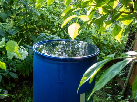 Blaues Kunststoff-Wasserfass, das für das Sammeln und Speichern von Regenwasser zur Bewässerung von Pflanzen verwendet wird, die an Sommertagen von der Vegetation umgeben sind.