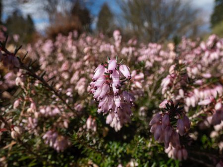 Photo for Macro of the Heather (Erica carnea) 'Pink Spangles' with mid-green foliage and racemes of light rose-pink flowers in the park in early spring - Royalty Free Image