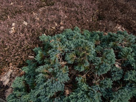 Foto de Arbusto siempreverde enano - Enebro escamoso o enebro de una sola semilla (juniperus squamata) 'Estrella azul' con denso follaje azul plateado brillante que crece en un jardín de rocas a principios de la primavera - Imagen libre de derechos