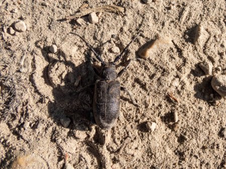 Téléchargez les photos : Gros plan du scarabée tisserand (Lamia textor) sur le sol sablonneux sous un soleil éclatant en été - en image libre de droit