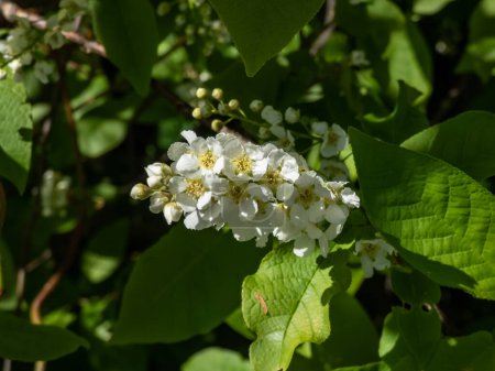 Photo for Close-up shot of white flowers of small tree the Bird cherry, hackberry, hagberry or Mayday tree (Prunus padus) in full bloom. Fragrant white flowers in pendulous long clusters (racemes) in spring - Royalty Free Image