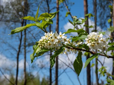 Photo for Close-up shot of white flowers of the Bird cherry, hackberry, hagberry or Mayday tree (Prunus padus) in full bloom. Fragrant white flowers in pendulous long clusters (racemes) in spring - Royalty Free Image