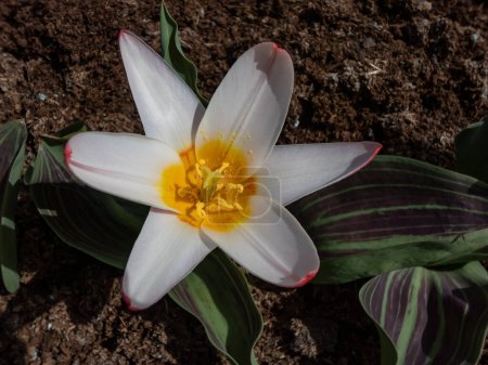 Téléchargez les photos : Gros plan de la tulipe 'Heart's delight' fleurissant en superbes combinaisons de rouge, rose et jaune doré du début au milieu du printemps - en image libre de droit