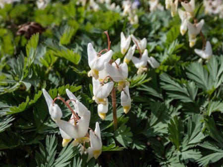 Small flowers of early spring herbaceous plant Dutchman's britches or Dutchman's breeches (Dicentra cucullaria) in bright sunlight in early spring