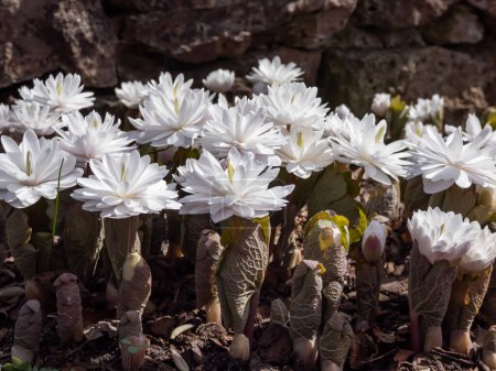 Foto de Cultivo decorativo de la Bloodroot (Sanguinaria canadensis) Multiplex con flores grandes, llenas y blancas que florecen a la luz del sol a principios de primavera - Imagen libre de derechos