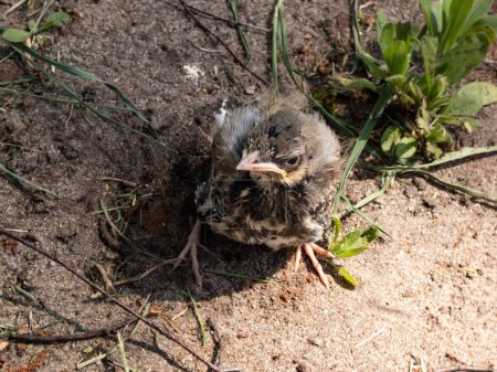 Close-up shot of a small fieldfare chick (Turdus pilaris), that has fallen out of the nest and sitting on a sandy ground. Chick sits and waits for food from its parents. Wildlife scene