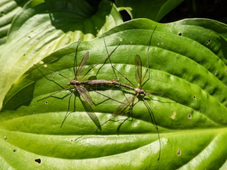 Photo for Close-up of a a couple of two adult Crane flies or mosquito hawks (Tipulidae species) mating on a green leaf in summer - Royalty Free Image