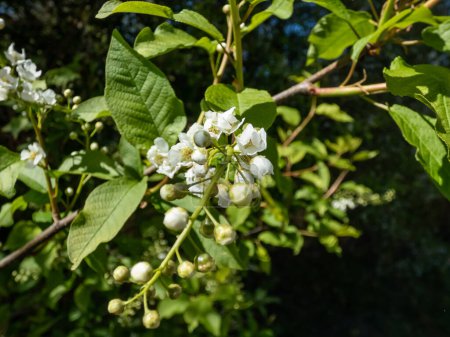 Photo for Close-up shot of white flowers of small tree the Bird cherry, hackberry, hagberry or Mayday tree (Prunus padus) in full bloom. Fragrant white flowers in pendulous long clusters (racemes) in spring - Royalty Free Image