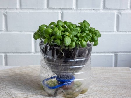 Photo for Growing young, green, fresh basil plants in DIY plastic pot made from cut plastic bottle. Small, green basil plants growing indoors at home in recycled bottle planter with white wall in background - Royalty Free Image