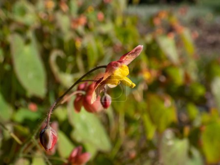 Téléchargez les photos : Macro-photo de l'épimédium de Warley (Epimedium x warleyense) Orangekonigin fleurissant avec de petites fleurs aux sépales orange cuivré vif et de plus petits pétales jaune pâle au milieu - en image libre de droit