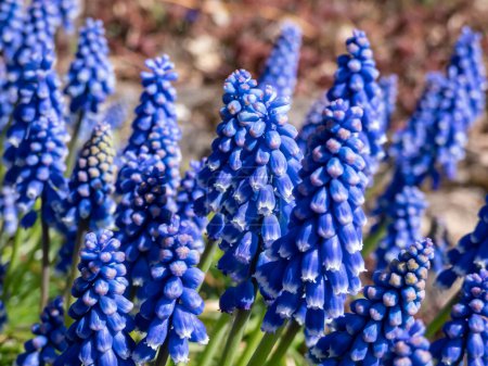 Photo for Close-up shot of the Armenian grape hyacinth or garden grape-hyacinth (Muscari armeniacum x pallens) flowering in the garden - Royalty Free Image