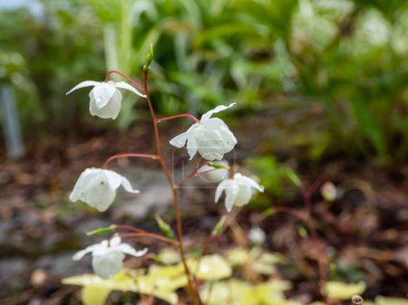 Téléchargez les photos : Snowy Barrenwort (Epimedium x youngianum) 'Niveum' with heart-shaped, mid-green leaves flowering with small, starry, pure white flowers in early summer - en image libre de droit