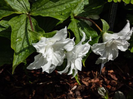Photo for American wake-robin (Trillium grandiflorum) 'Snow bunting' flowering with solitary, brilliant-white, fully double flowers in the garden in summer after rain - Royalty Free Image
