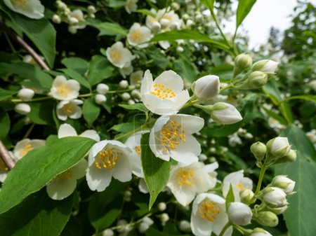 Close-up shot of bowl-shaped white flowers with prominent yellow stamens of the Sweet mock orange or English dogwood (Philadelphus coronarius) in sunlight