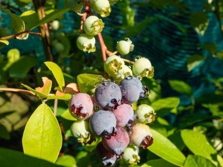 Photo for Big, ripe and unripe cultivated blueberries or highbush blueberries growing on branches of blueberry bush surrounded with green leaves in bright sunlight - Royalty Free Image