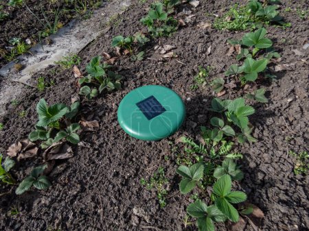 Ultraschall-, solarbetriebene Maulwurf- oder Repeller-Vorrichtung im Boden in einem Gemüsebeet inmitten kleiner Pflanzen im Garten. Gerät mit Piepton, um Schädlinge fernzuhalten